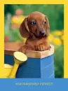 dachshund