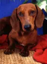dachshund
