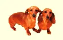 dachshund