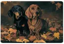 dachshund