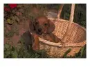 dachshund