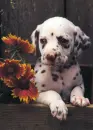 dalmatian