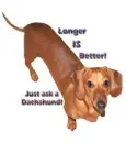 dachshund