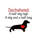 dachshund