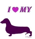 i love my dachshund