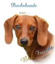 dacshund