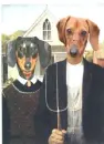 dachshund