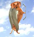 dachshund