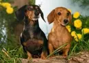 dachshund