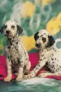 dalmatian