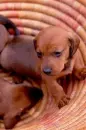 dachshund pups