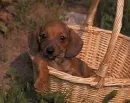 dachshund 