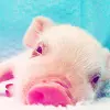 Adorablee Pig â™¥