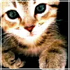 KittenGoesMeow