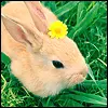 BunnyW/Flower