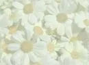 daisy wallpaper