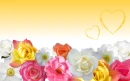 Roses beautiful