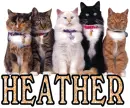 Cats Galore Heather