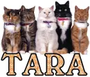 Cats Galore Tara