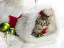 cute