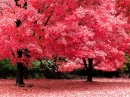 Pink spring trees