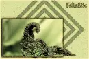 Dragon Fern