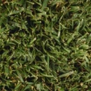 spring grass wallpaper