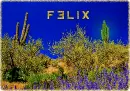 La Mirage: Desert Flowers