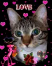 Love is in the Air