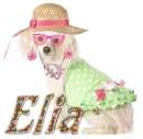 pretty cute puppy elia