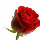 Glitter rose