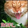 ROFL.