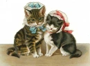 Two cats