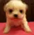 CUTE PUPPY