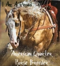 American Quarter Horse