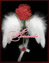 Amanda-Angels' Rose
