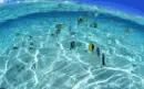 TROPICAL FISH