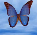 butterfly