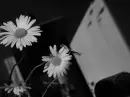 black&white002