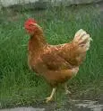 chicken and grass