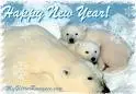 polars bears