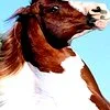 horse avatar