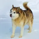 Alaskanmalamute