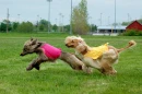 Afghan Hound