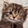 kitten