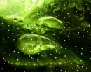 i love green nature