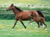 Reining