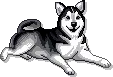 Dogs in Wolf Families