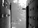 freedom