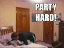 party hard